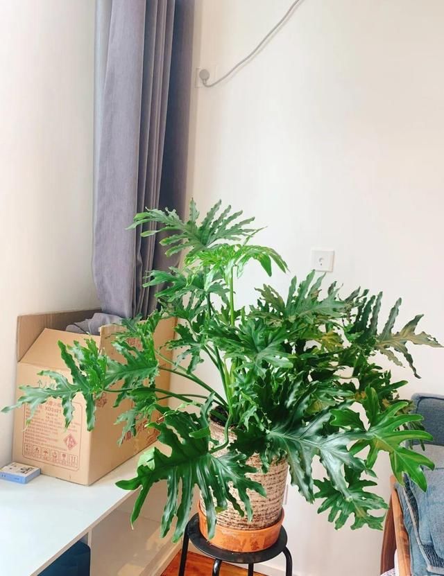  『水泥花盆』客厅养盆镇宅花，除异味、保家宅，越养家越旺！