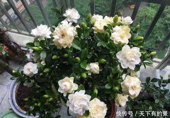  #磷钾#花市上的“栀子”为啥满头花苞，原来有“诀窍”，只需做2步