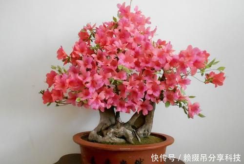 『春天』春天养花选它,红花配绿叶,观赏价值高,是家庭盆栽佳品
