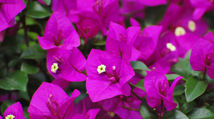 「花盆」喜欢养花,不如养盆菊花可以在花盆中养护和观赏。