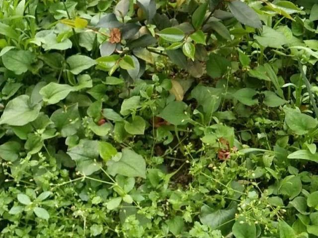  [黄花酢浆草]花盆里长出蘑菇，马上拔干净，否则就是大祸害！