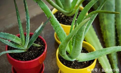 「旺盛」新手都“折腾”不死的3种花,粗养更旺盛,越剪植物越爆盆