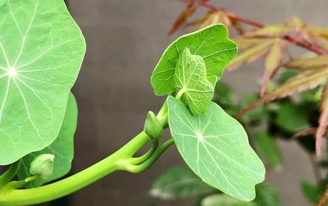 [家里]三月, 家里的植物