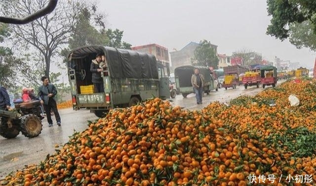  「橘子」橘子皮晒干不就是陈皮, 为啥1斤上万元? 资深果农道出“