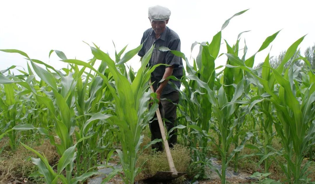 中国农业存在这九大难题，请务必用心阅读以防踏入雷区！