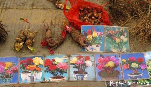  『不良商贩』花市逛“路边摊”，要警惕用“这种方式”卖花的，谁买谁后悔！