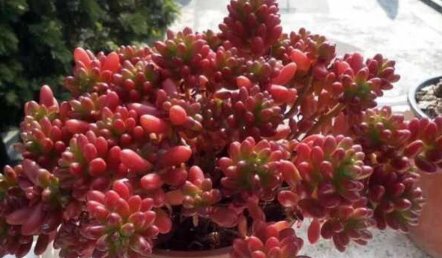  【植物】非常好养的多肉植物，颜值“在线”易“爆盆”，掐个枝就能养一大盆！