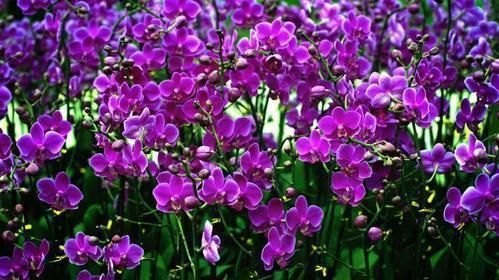  『一大』春天养这4种花,耐热耐寒又好养,枝叶茂盛,一长一大丛,特别美