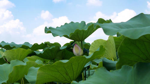 女性湿气重，不要慌！此物每天来两口，排净体内湿气，体重自然降