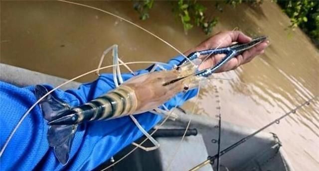 湄公河野生鱼虾泛滥，一条鲶鱼就超过200斤，堪比东北查干