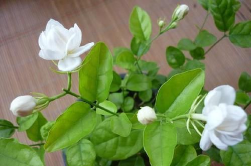  [枯萎]封闭阳台养护的茉莉花掉叶枯萎怎么办？老花匠只需一招，快速爆盆