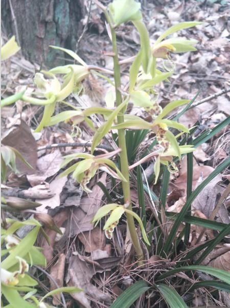  「情迷」情迷三月天，清香悠远兰花恋#唤醒好春光#