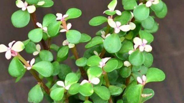  #散射光充足#金枝玉叶怎么繁殖？金枝玉叶的繁殖方法