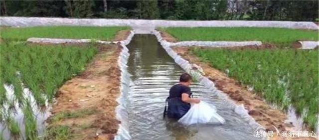  稻田|大火的稻田养殖模式，不仅仅是虾，这些东西也能养