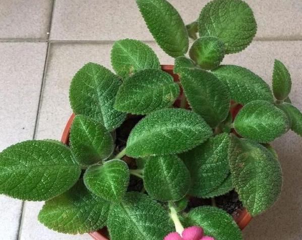 『花卉植物』在家盆栽花草植物总养不好?4个细节适当粗养,植株越长越旺盛