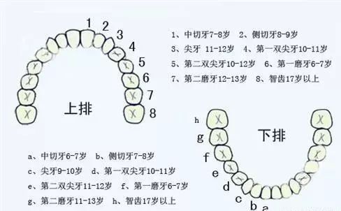 32顆恆牙(包括4顆智齒)