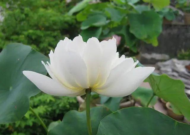 细节|荷花盆栽怎么养?做好4个细节,花朵硕大真好看