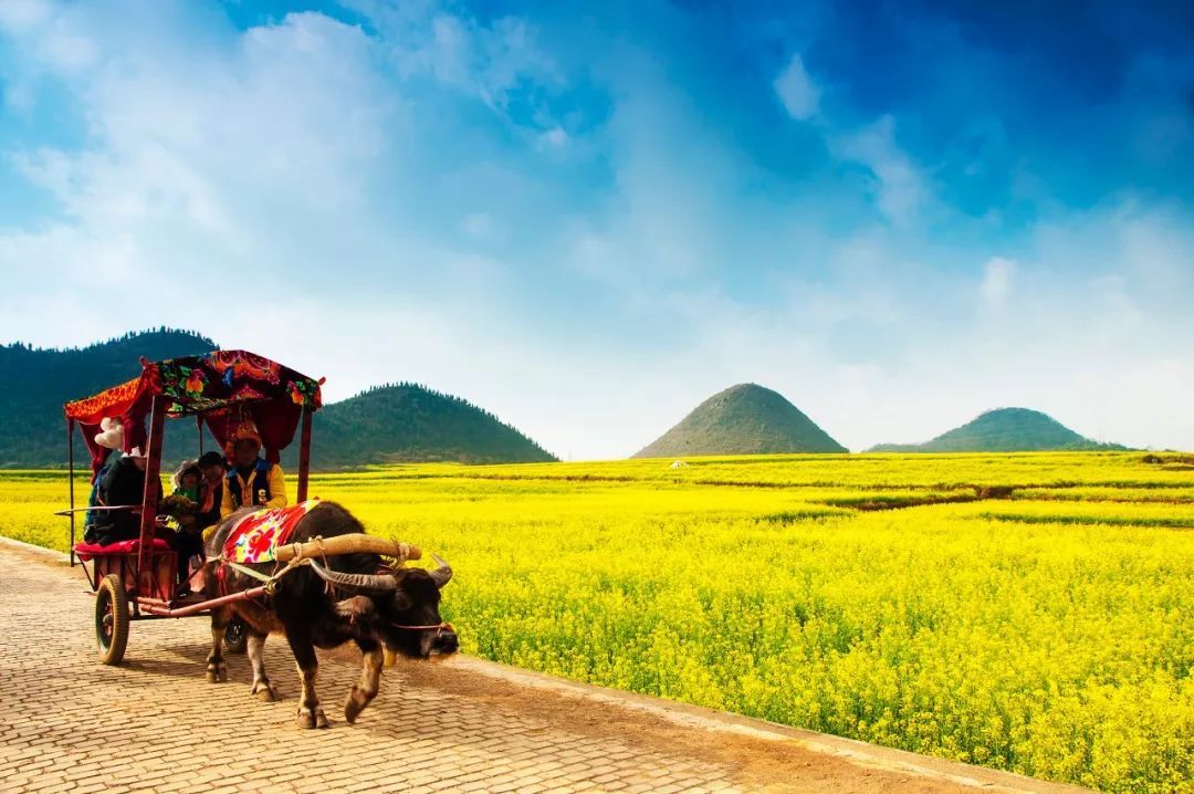 再过20天，中国将花开成海，错过再等一年