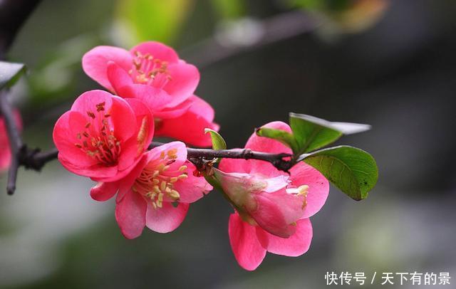  「扔进」养花就养此3种，扔进花盆就能活，浇水就疯长爆盆，养出漂亮花园