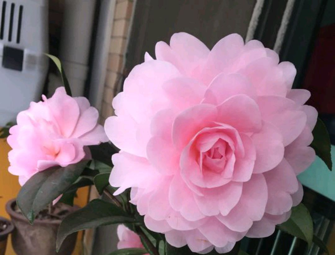  缺水@地栽茶花的叶片发黄变卷，居然是脱水干死，原因在根部，还能救吗