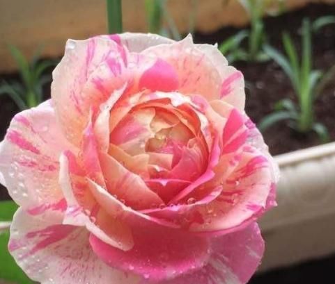  花卉植物■家里3种“黑夜花”，一见光就只剩叶，只要摆角落，花开一片墙