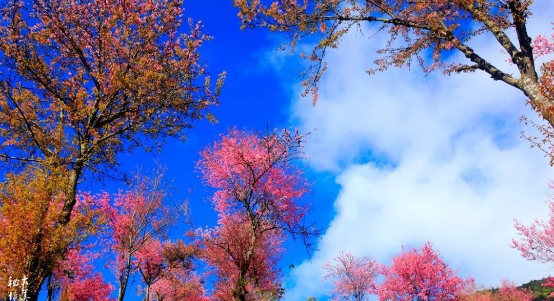 大美无量丨樱花谷的樱花又开了，未来20天，赏花正当时