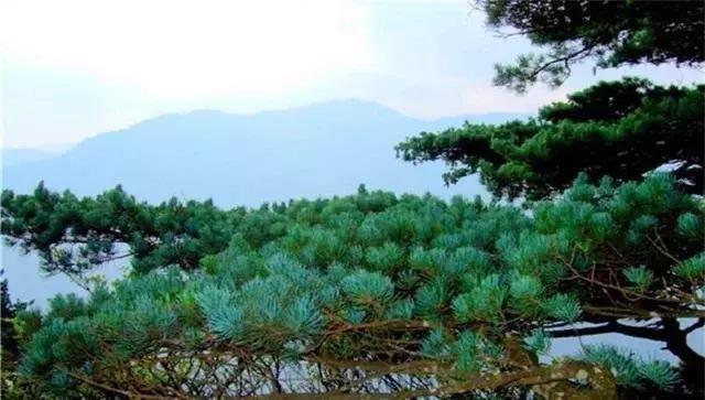 中国最“贵”的树木:美国曾用波音飞机换取幼苗,却被国人婉拒!