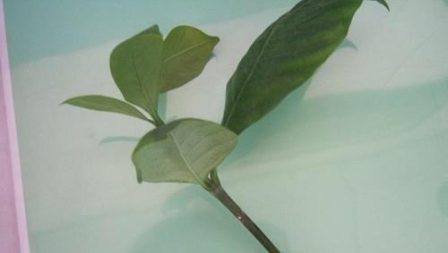  种花草：很好养的6种花草，扦插生根快，花儿开成团，漂亮易养活
