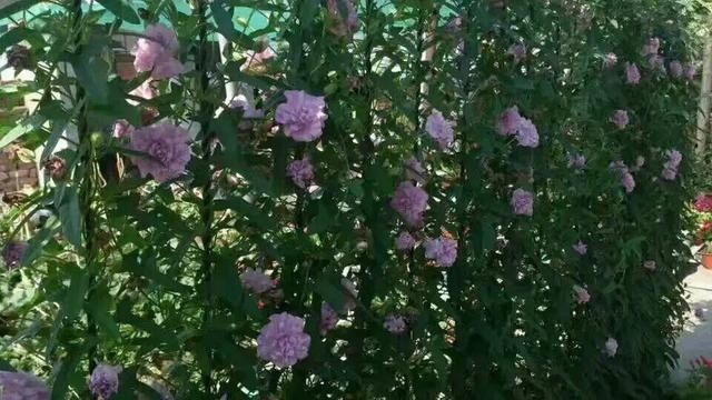 「得像」急性子就养铜钱草,俩月爆满整个家,多得像生物入侵