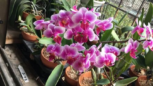  「花香」喜欢菊花，不如养这四款花，花香十足，花色绚丽多彩
