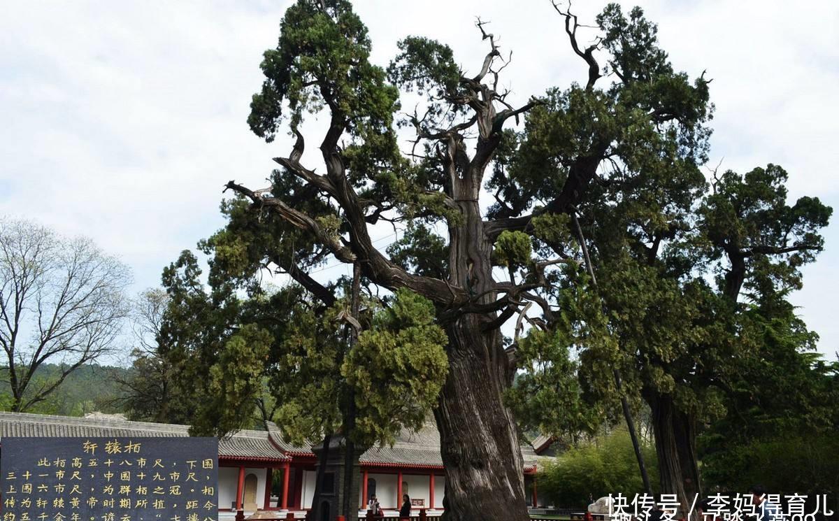 中国千年古树有多少棵?你游历过几颗呢?五大古树名木为你推荐