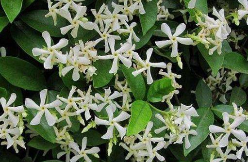  「香香」夏天开花不断，推荐5种香香花，放在阳台，浓香一整夏，花开绚丽
