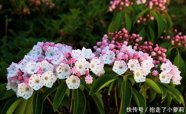  『别致』山月桂开花别致。天生丽质期望语