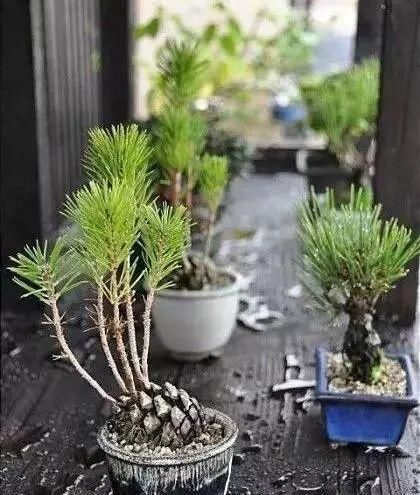  [赏心悦目]看松树林下捡来的松果，是怎样慢慢长成一盆赏心悦目的盆栽的