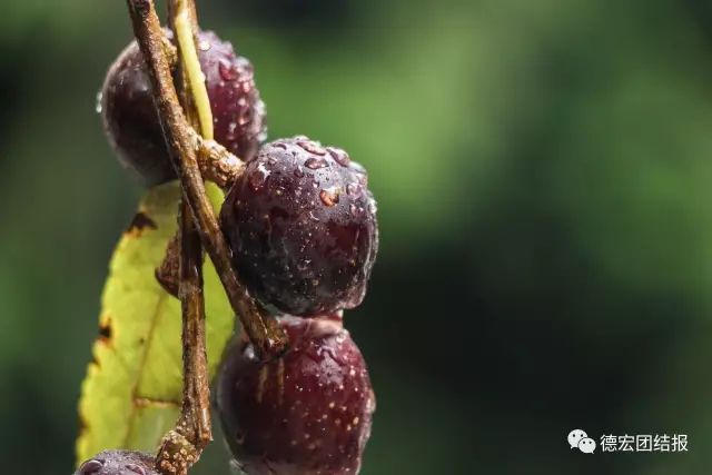 德宏盈江有个"云端上的寨子"