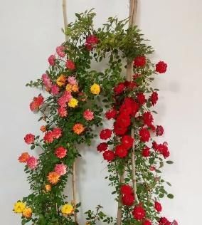  【农家小院】这种花，不用管理栽上就活，一个枝条爬满墙，阳台庭院都能种
