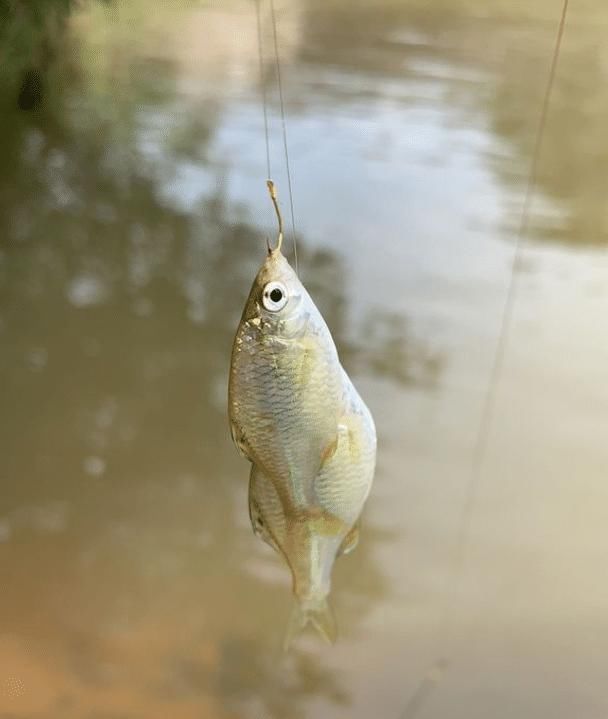  「鳑鲏」钓正经鱼总是空军，不如钓这几种小鱼，带回家油炸比吃肉过瘾多了