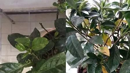  「栀子花」栀子花叶片发黄变黑还掉落怎么回事？这么养，养一盆挂一盆