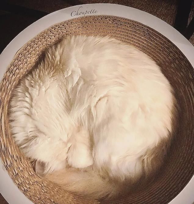  『有钱』继承老佛爷21亿遗产的猫，如今怎么样了？有钱的快乐你想象不到！
