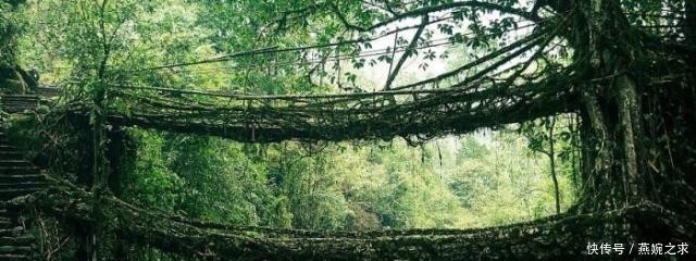 一条用树种出来的桥，存在500余年却越来也牢固，桥身就是树