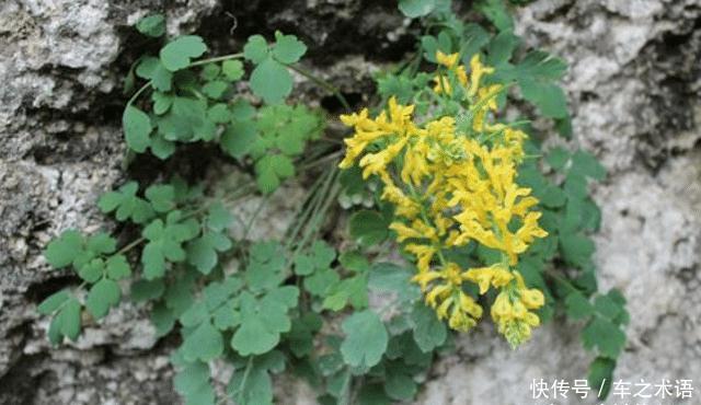  「石生黄堇」遇见“此物”，请您重视，因为野生稀少，且价值50