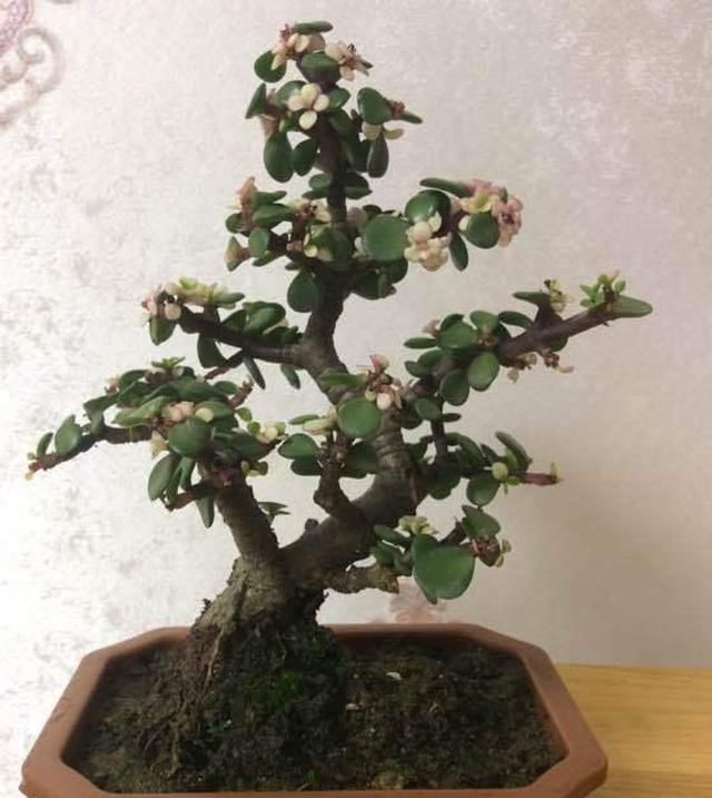  [回家]真假雅乐之舞，关键看叶子，有些是“喷药”的，买回家养不活