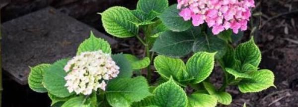 『成活』绣球花4月扦插能活吗