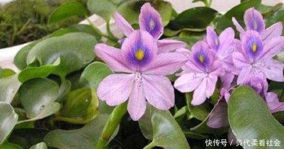  「人称」农村一野草，人称“鸭舌草”，农民讨厌它，其实可食可