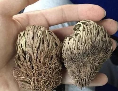  #增值#1种“野草”值钱，喜欢长在山坡上，挖来1棵当“盆栽”，