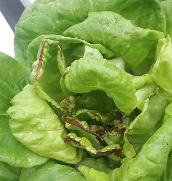 『微量元素』给花卉绿植用了复合肥，为什么叶子还是慢慢变黄了？