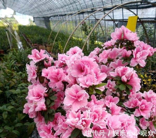  #开爆#大叔一盆杜鹃养6年，花开爆盆太美丽，大家都问他给花喂了啥