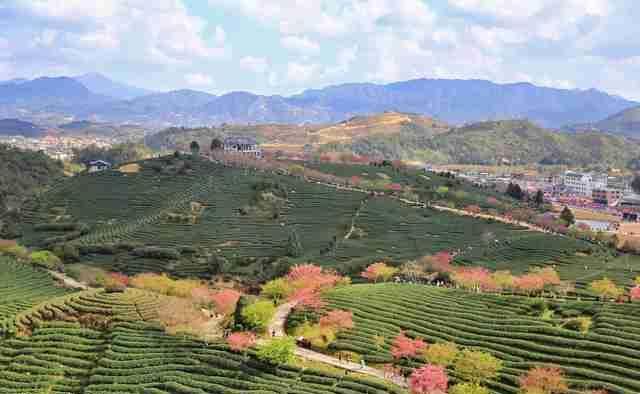  圣地■大陆阿里山，中国最美赏樱圣地，堪比日本樱花，游客慕名而来