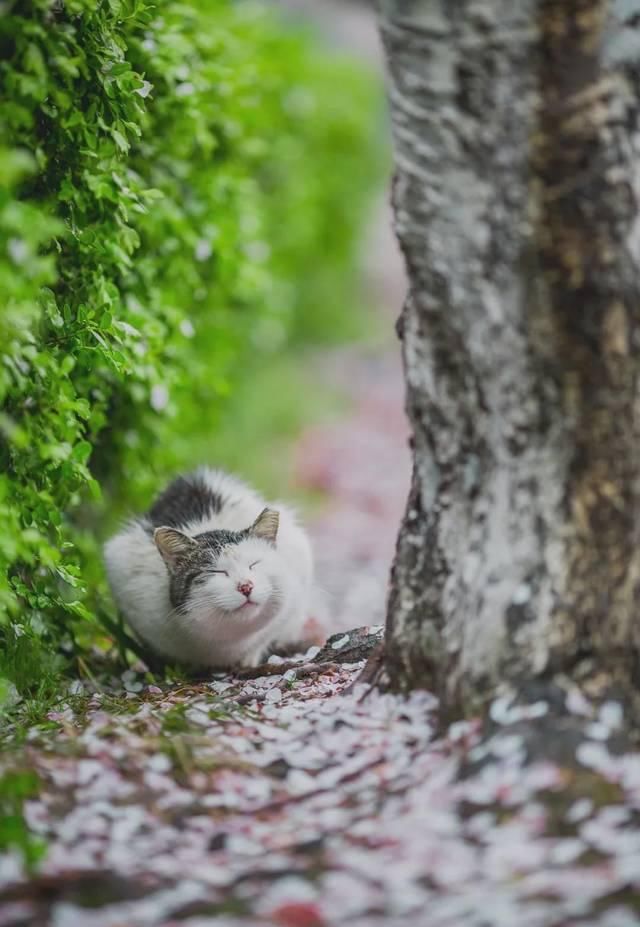  「究竟」云看花，中国美丽高等院校究竟看哪儿？