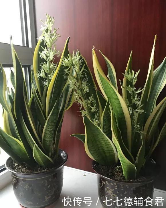 『花开』4种花,就要挤着养,挤一点才能不烂根、长得旺,花开更繁茂!